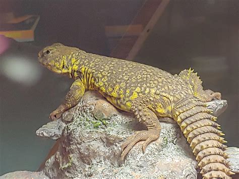  Uromastyx! Sürüngen Dünyasının Gizemli ve Renkli Temsilcisi: