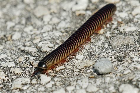 Flamingo Millipedes! Are You Ready To Explore This Majestically Colored Creeping Creature?