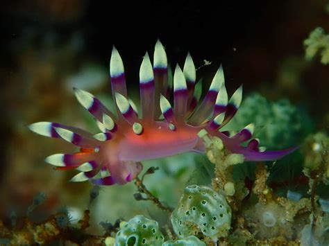  Nudibranch: Denizdeki Rengarenk ve Yarı Saydam Bir Canlıya Yolculuk!