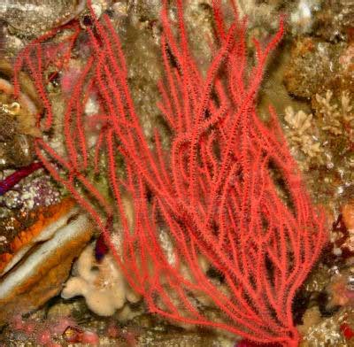  Red Tide:  The Remarkably Radiant and Intricately Interconnected World of the Red Gorgonian