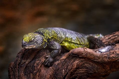  Uromastyx! Sürüngen Dünyasının Gizemli ve Renkli Temsilcisi: