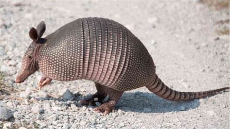  Armadillo, Hayvan Aleminin Gizemli Zırhlı Kahramanlarından Biridir!