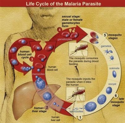  Babesia! Ünü ve Yeri Çok Açık Bir Parazitin Gizemli Dünyası