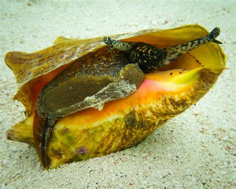  Bithynia Conch:  A Miniature Mollusk Embarking on Epic Migrations Through Fish Guts!