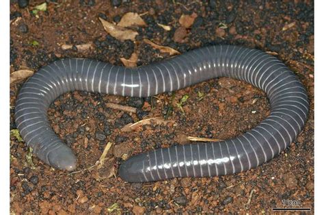  Caecilian -  Bu karanlık yeraltı sakinleri gerçekten soluk soluğa mı kalıyorlar yoksa sadece rahatlıyor mu?