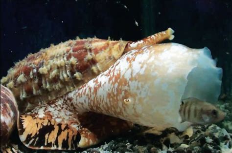  Cone Snail: How Does This Deadly Shell Conquer Underwater Prey With Its Venom-Filled Harpoon?!