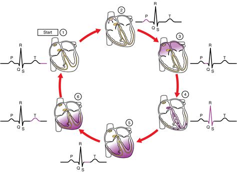  Convoluta! A Master of Regeneration and Locomotion Through Rhythmic Contractions