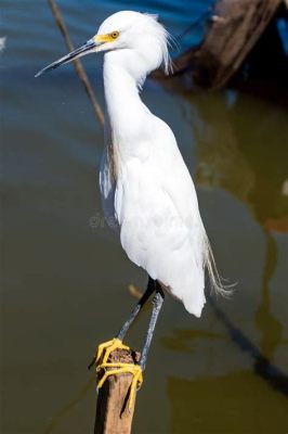  Egret! Şık bir Gösteri Sergilendiği İddia Edilen Uzun Bacaklı ve Zarif Bir Vücuda Sahip