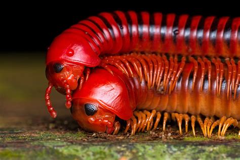 Flamingo Millipedes! Are You Ready To Explore This Majestically Colored Creeping Creature?