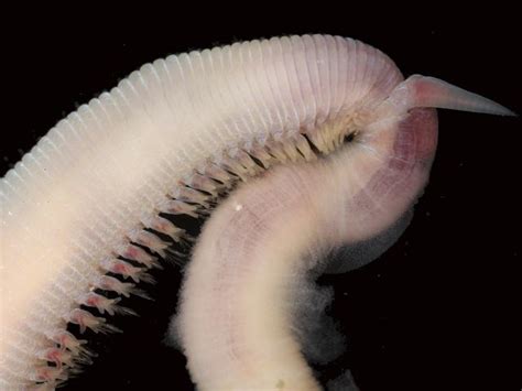  Glycera!  A Marine Worm That Looks Like It Could Star in a Sci-Fi Movie and Possesses Incredible Jaws