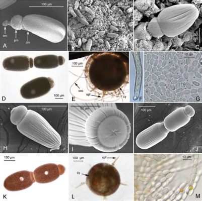  Gregarinidae: Küçük Parazitlerin Büyük Dünyası!