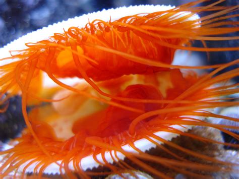 Japanese Scallop; A Magnificent Shell-Dwelling Creature With Intriguing Filter-Feeding Habits!