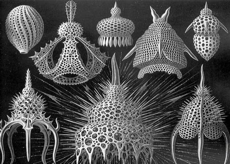  Karyorelictus! An Ancient Single-Celled Wonder That Will Blow Your Mind with Its Microscopic Charm