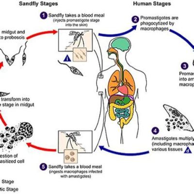  Leishmania!  Bir Parazitin Gizli Yaşamına Yolculuk: Kanınızı Eme İntikamcı Küçük Bir Canlı