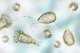  Naegleria Fowleri:  An Unassuming Predator Lurking in Summer Waters!