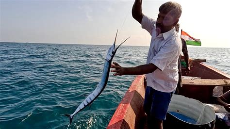  Needlefish, Bu Dönemin Su Altı Avcısı!