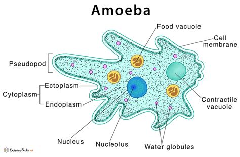  Opercularia! An Amoeboid Master of Shell-Building and Microscopic Movement