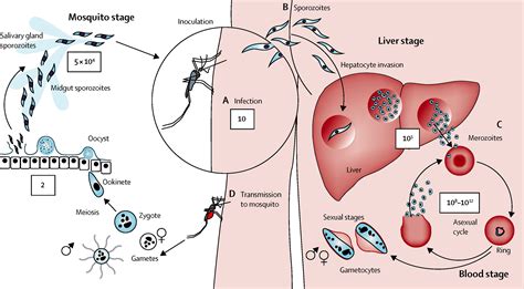 Plasmodium! Can You Believe This Tiny Parasite Causes Malaria?