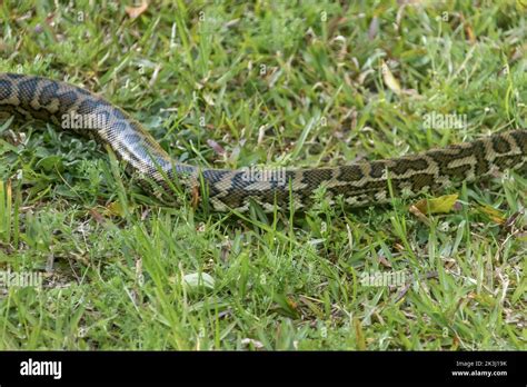  Queensland Carpet Snake:  Slithering Through Lush Grasslands and Discovering Exquisite Camouflage!