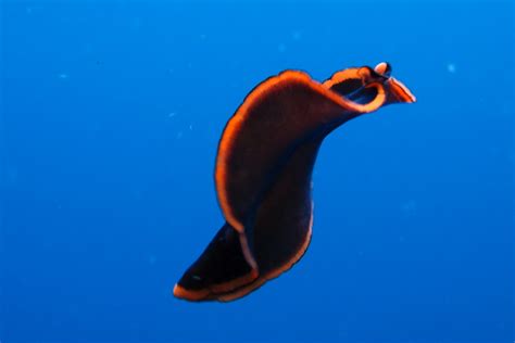 Quiriphilus:  A Flatworm That Swims Like It's Stuck In A Never-Ending Dance!