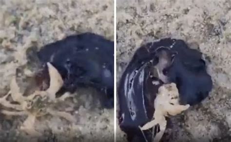  Ringleted Worm: Sürünerek Deniz Dişlilerini Yediği Görülen Gizemli Bir Hayvan Mı?