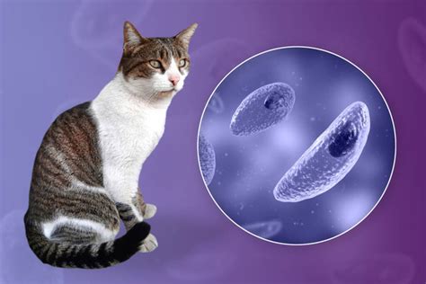  Toxoplasma gondii: Bir Kedinin Beyni İçinde Yaramazlıklar ve Hayvan Krallığındaki Gizli Silahlar!