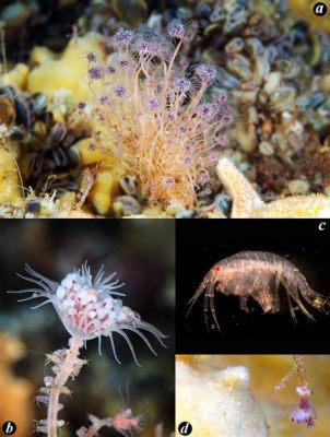 Tubularia! A Striking Colonial Hydroid Known For Its Elegant Tentacle Arrays And Unusually Beautiful Color Variations