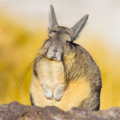  Viscacha: Can This Adorable Rodent With A Fluffy Tail Conquer Your Heart?