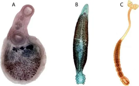  Zamburafes! Bir Trematodun Gizemli Dünyasına Yolculuk Zamburafes'ler, deniz ortamına uyum sağlamış olağanüstü parazitlerdir ve karmaşık yaşam döngüleri ile büyüleyici bir dünyayı keşfetmemizi sağlarlar.